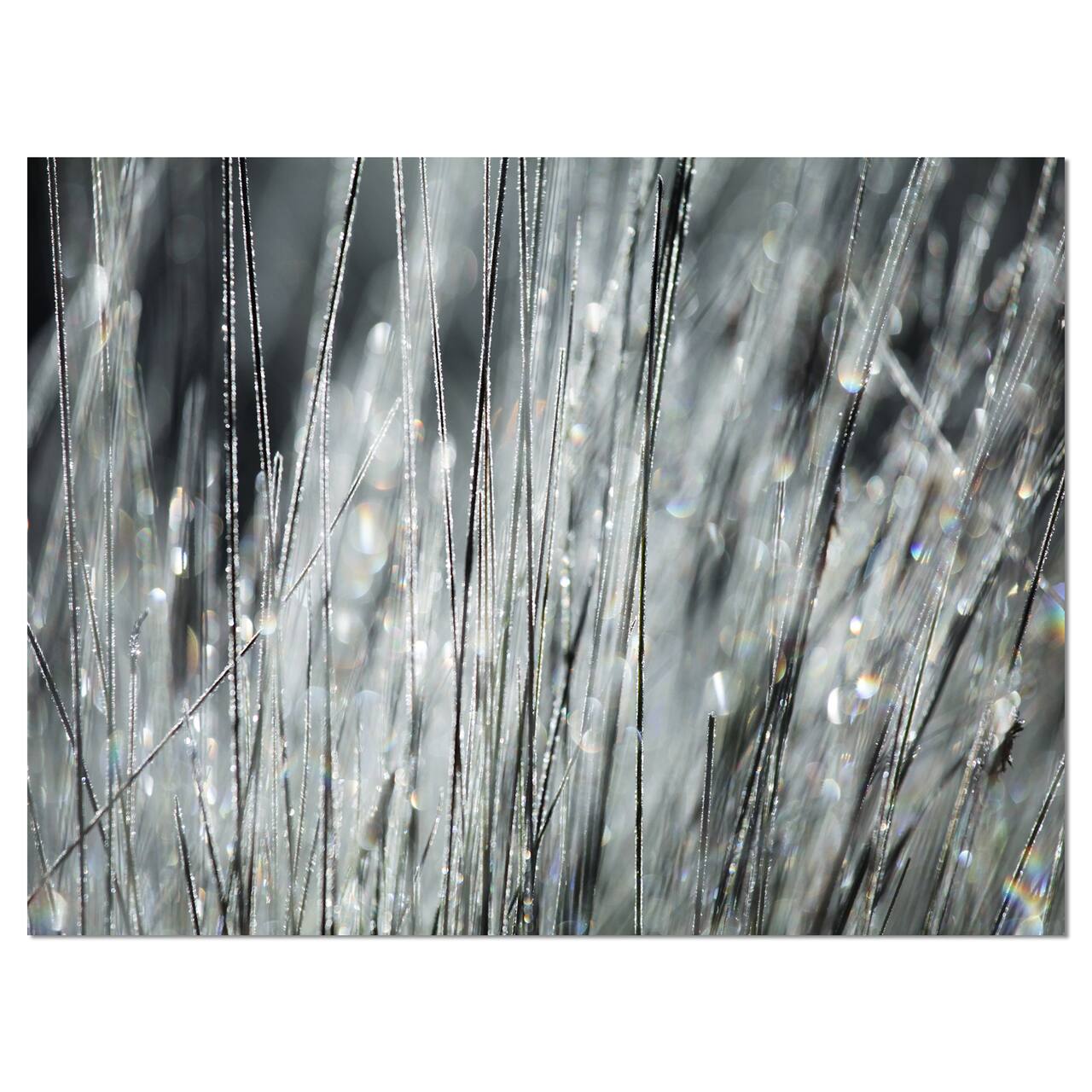 Designart - Raindrops on Grass Black White - Oversized Landscape Canvas Art